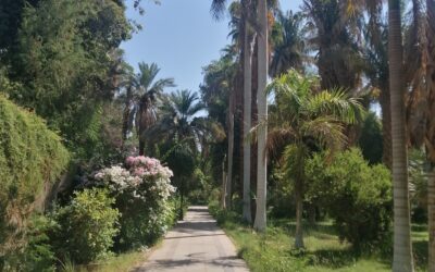 Jeudi 19 juin – L’île Élephantine et le jardin botanique
