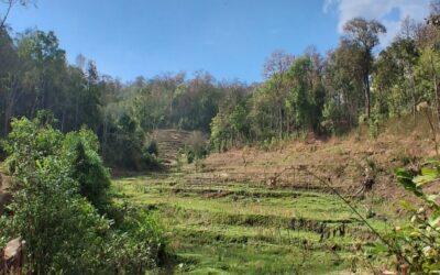 22 février – le trekking des rizières
