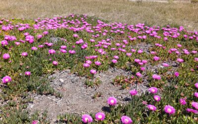 6 avril – Du nord de Valence à Tabernas